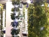 The World’s First Aeroponic Vegetable Garden, in an Airport